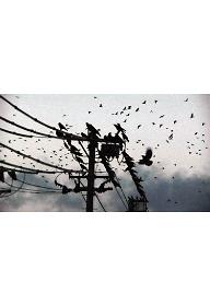 도쿄연가: 까마귀의 노래