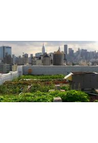 지붕 위의 새싹