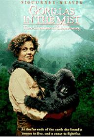 정글 속의 고릴라