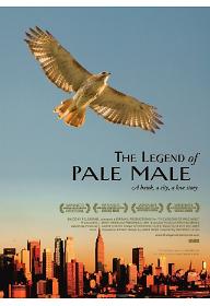 붉은꼬리매의 전설