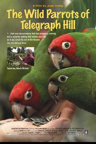 텔레그래피 힐의 야생 앵무새