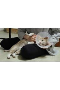 아내의 고양이