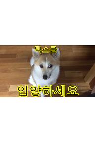 믹스를 입양하세요