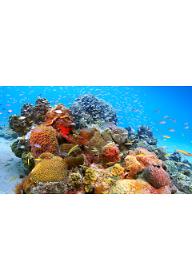 카리브 바닷속 에티켓