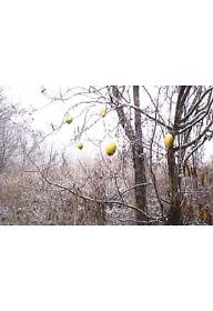 십우도 4-득우, 두 모과