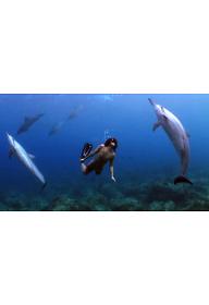 긴부리 돌고래와 춤을