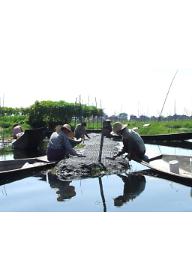 물 위의 토마토 - 인레 호수의 위기