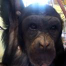 The Chimpanzee Complex 2.jpg