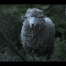 Lamb_Still_010_메인.png